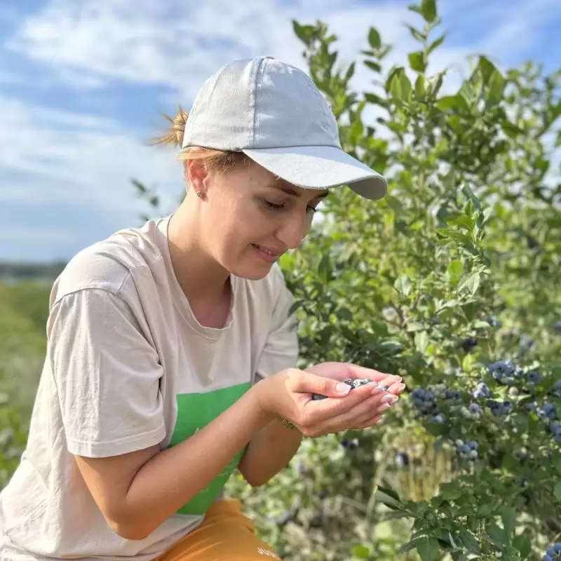 Фермерская голубика