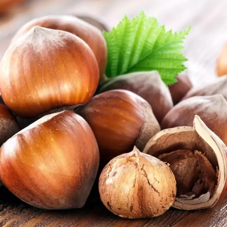 Орех фундук 