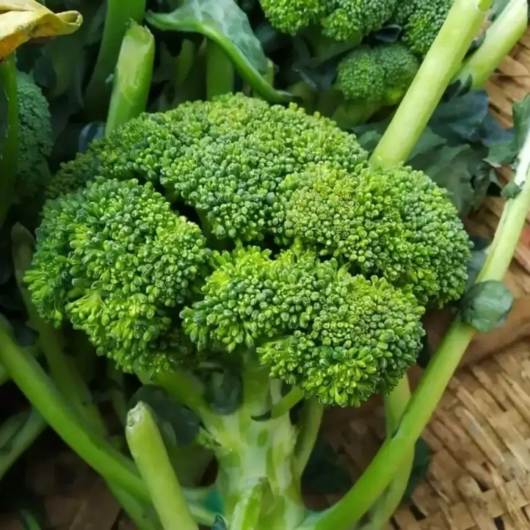 Брокколи  имп.