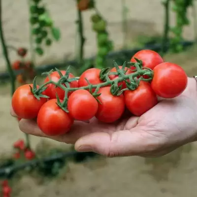 Томат Черри имп.