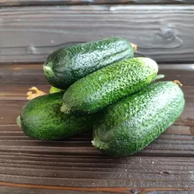 Огурец короткоплодный РФ