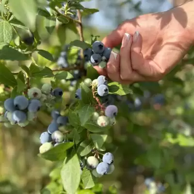 Голубика имп.