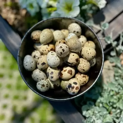 Яйцо перепелиное (20 штук)